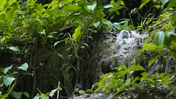 Schöner tropischer Wasserfall. — Stockvideo