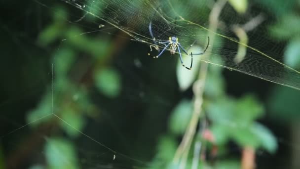 Grande araignée sur toile 