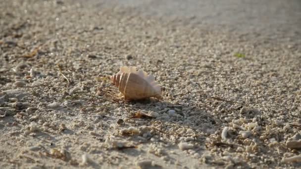 Kerang laut di pantai pasir — Stok Video