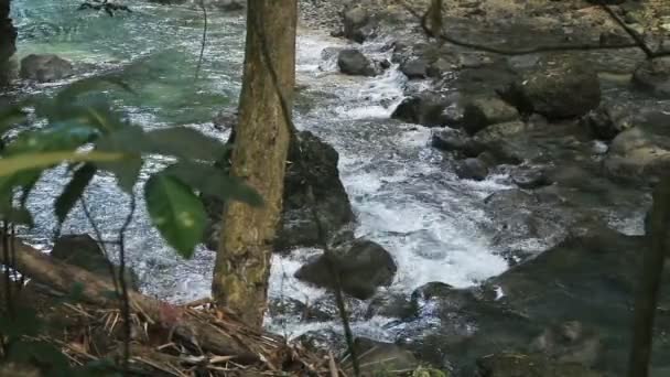 Річка в тропічних лісах в Cebu philippines — стокове відео