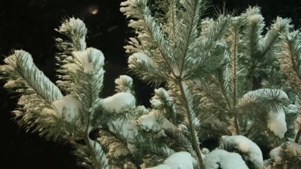 Winter branch of pine under a snow — Αρχείο Βίντεο