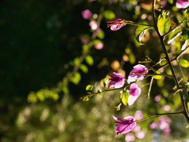 Parktaki begonvil sarmaşıkları. Pembe çiçeğe odaklan. 