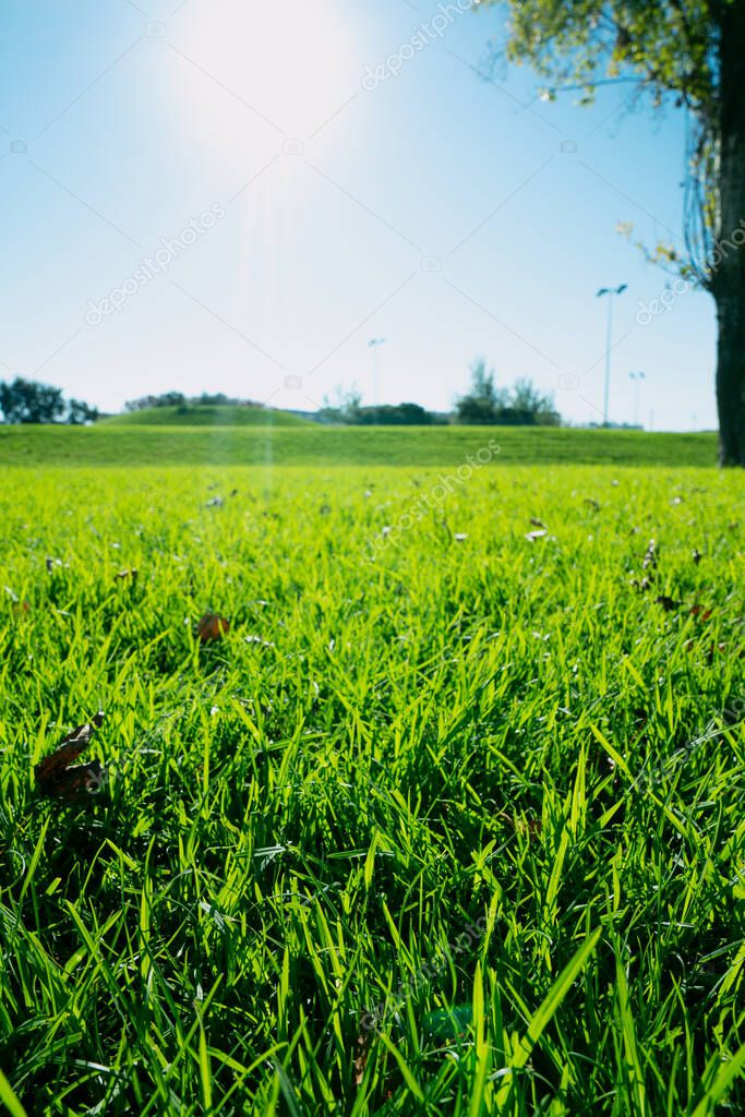 Park  lawn view during the sunny day. Selective focus on the grass. 