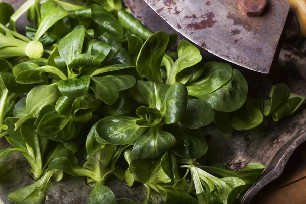 Bir demet taze Mısır salata bir vintage metal tepsi ile bir Rusti'yi — Stok fotoğraf