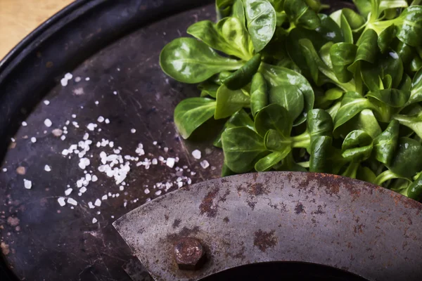 A bunch of fresh corn salad on a vintage metal tray with a rusti — Stock Photo, Image