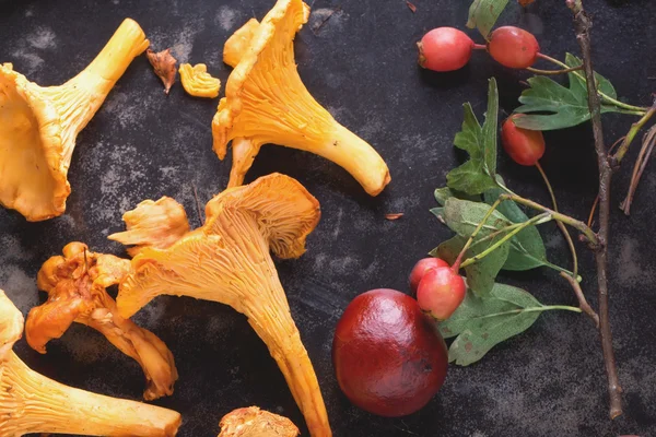Pieprznik jadalny grzyb w jesieni życia — Zdjęcie stockowe