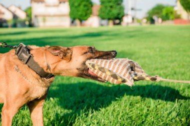 Koruma eğitimi sırasında köpek Malinois. Köpek sahibini korur. Belçika çoban köpeği polisi ısırık yastığında..