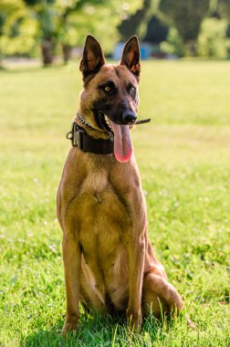 Güneşli bir günde poz veren güzel bir Malinois Belçika çoban köpeğinin portresi. Parktaki genç hayvan..