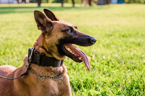 Retrato Hermoso Perro Pastor Belga Mientras Posaba Día Soleado Animales —  Fotos de Stock