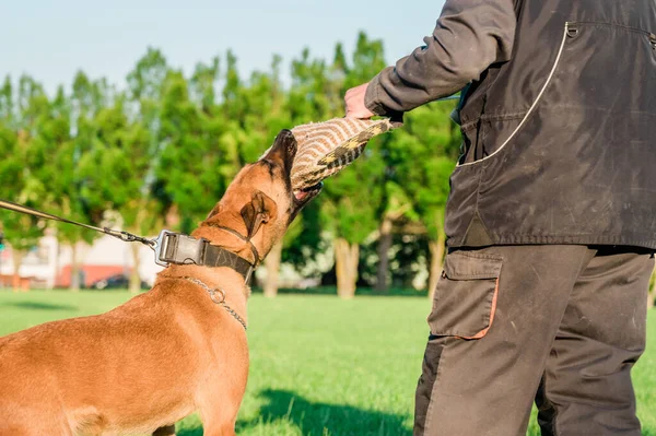 Dog Malinois during the protection training time. The dog protects its master. Belgian shepherd dog police in training bite pillow.