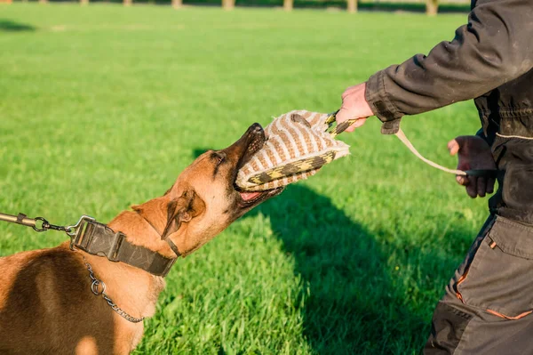 Dog Malinois during the protection training time. The dog protects its master. Belgian shepherd dog police in training bite pillow.