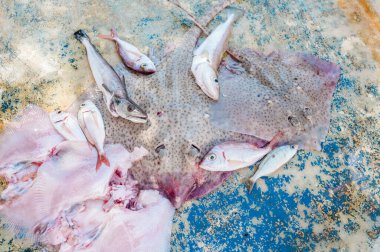 Hırvatistan 'da yarım günlük balık avına çıkan balıklar, Adriyatik Denizi' nden taze balıklar. Stingray, hake ve daha fazlası.
