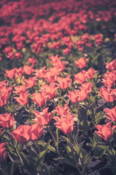 Fundo de tulipas primavera sob o sol tonificado no estilo vintage — Fotografia de Stock