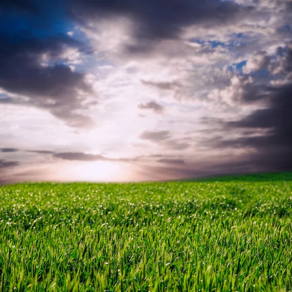 Campo de trigo hermoso verano o primavera y el cielo con nubes —  Fotos de Stock