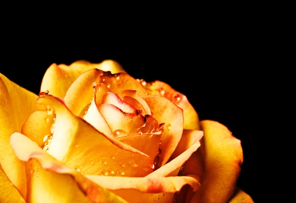 美丽的黄玫瑰的照片 — 图库照片