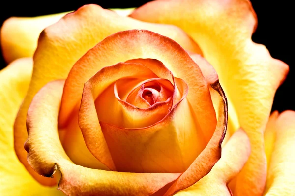 Güzel Sarı Gül fotoğrafı — Stok fotoğraf