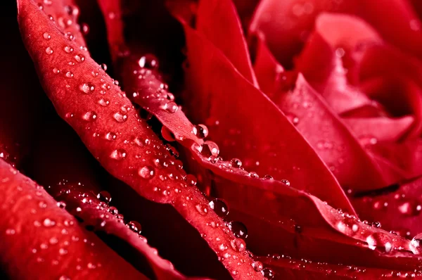 Фото красивой розы с капельками воды — стоковое фото