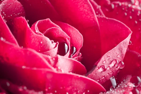 Фото красивой розы с капельками воды — стоковое фото
