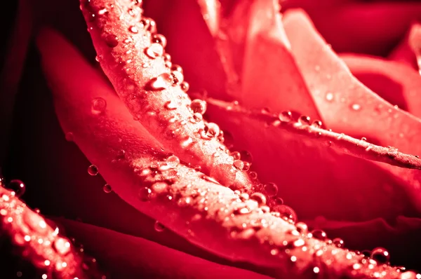 Foto av vacker ros med vattendroppar — Stockfoto