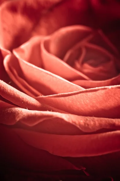 美丽的玫瑰与水滴的照片 — 图库照片