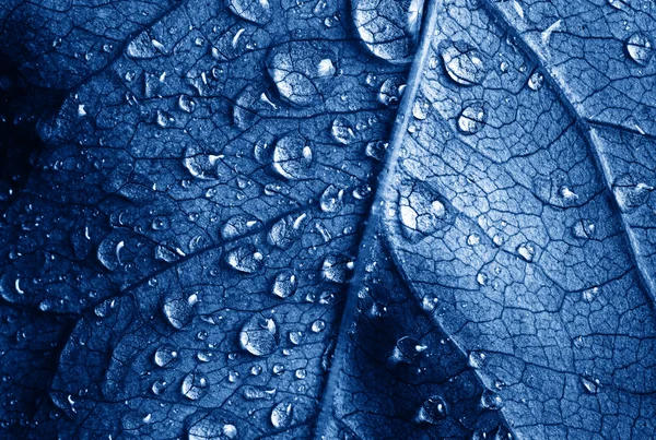 Zdjęcie z bliska liść z kropli wody — Zdjęcie stockowe