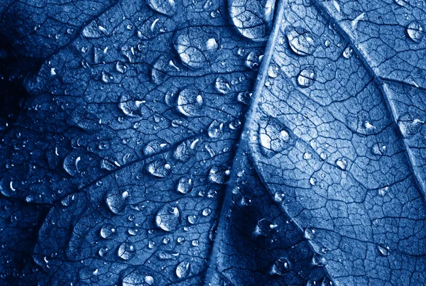 Photo de la feuille de gros plan avec des gouttes d'eau — Photo