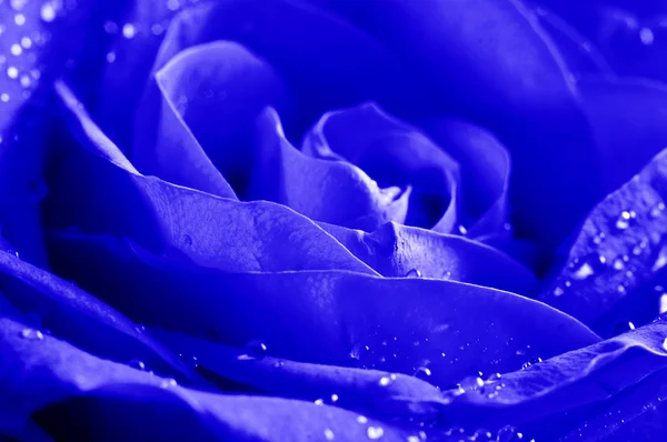 Крупным планом красивая голубая роза с каплями воды — стоковое фото