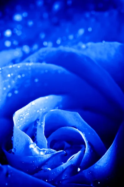 特写美丽蓝玫瑰与水滴 — 图库照片