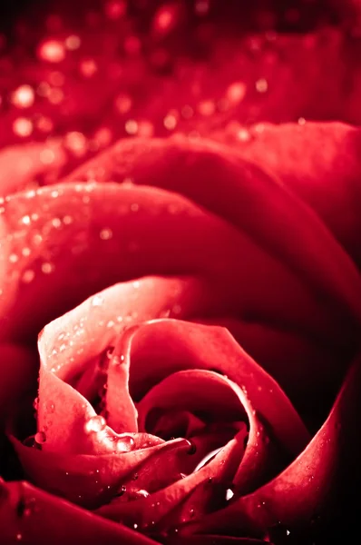 Photo Of Beautiful Rose With Water Drops Stock Image