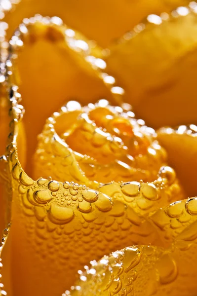 Foto de bela rosa amarela subaquática — Fotografia de Stock