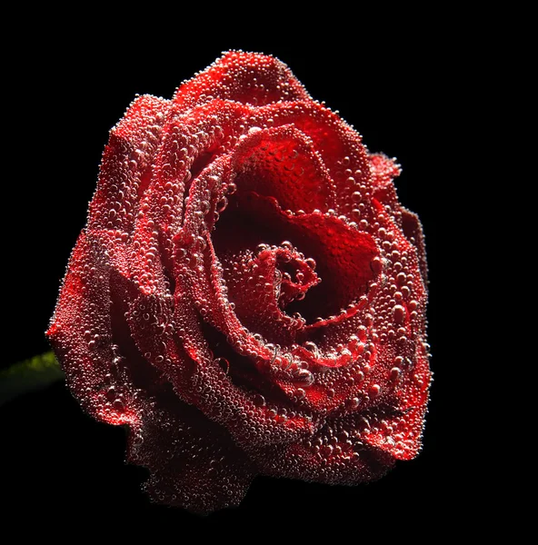 Φωτογραφία από όμορφη υποβρύχια κόκκινο τριαντάφυλλο — Φωτογραφία Αρχείου