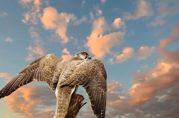 Close-up Hawk Eagle onder de blauwe hemel — Stockfoto