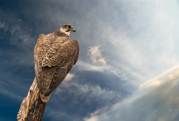 Закри Hawk орел під Синє небо — стокове фото