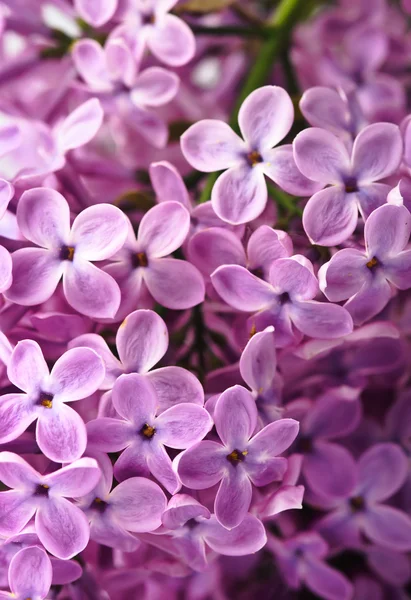 Gros plan beau fond lilas — Photo