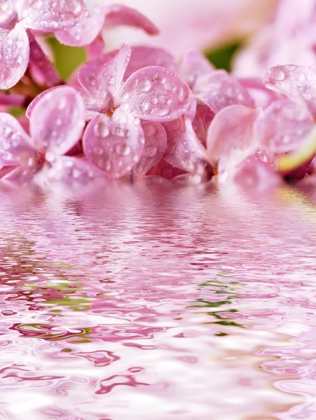 Wirydarz-do góry piękny liliowy nad wodą — Zdjęcie stockowe