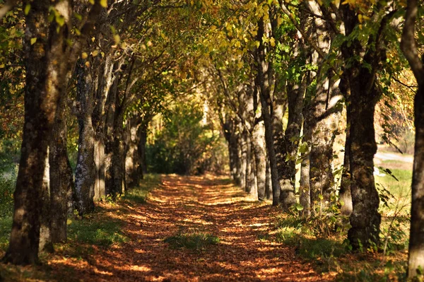 Güzel akşam sonbahar Park ağaçları ile