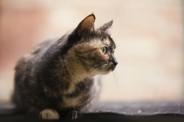 Barevný kočka mezi pampelišky — Stock fotografie