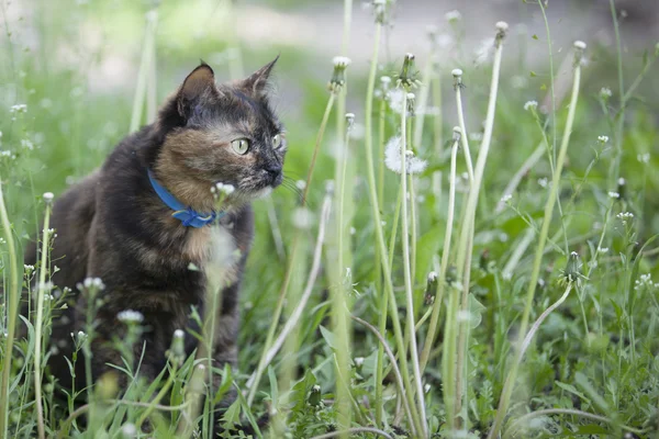 Colored cat among dandelions — Stock Photo, Image