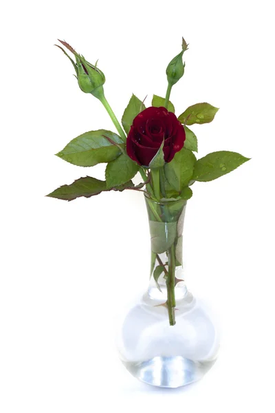 Rudá růže v skleněná váza — Stock fotografie