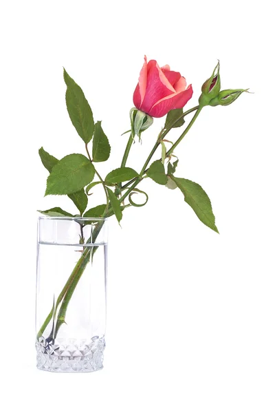 Red rose in glass isolated on white — Zdjęcie stockowe