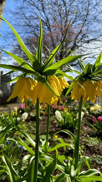 Yellow Spring Tall Miracle Flowers Dublin Park — 스톡 사진