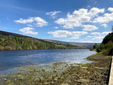çeşitli canlı çiçekler, yeşillik, bitkiler - Dublin parklarının büyüleyici doğası