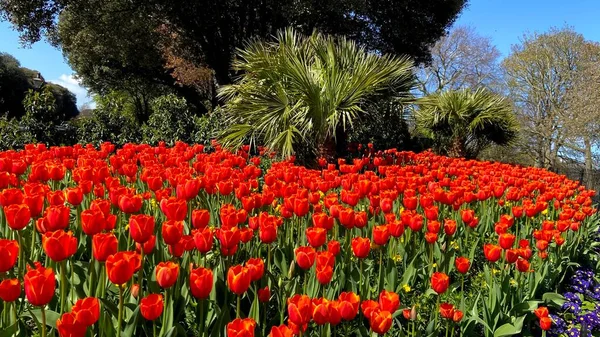 Pestrá Škála Pulzujících Květin Zeleně Rostlin Okouzlující Povaha Dublinských Parků — Stock fotografie