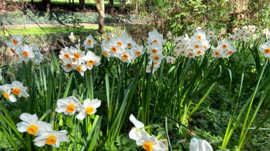 çeşitli canlı çiçekler, yeşillik, bitkiler - Dublin parklarının büyüleyici doğası