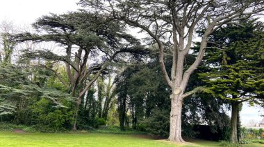 çeşitli canlı çiçekler, yeşillik, bitkiler - Dublin parklarının büyüleyici doğası