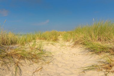 Mavi gökyüzü ile kum tepeleri ve çimenler