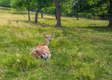 Geyik ormandaki sessiz bir tarlada yatıyor.