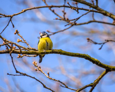 A blue tit on a branch with blue sky