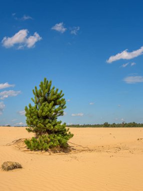 Hollanda doğa parkında mavi gökyüzü olan kum çölündeki çam ağacı Aekingerzand