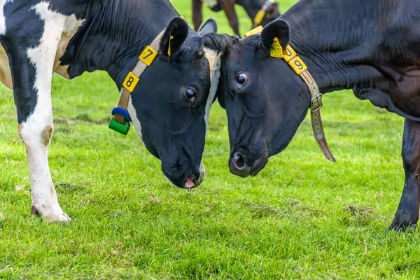 Two cows loveley head to head in a pasture